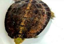 龟肚里藏着个小宇宙！科学家揭秘：这样喂养，你家龟能活100岁