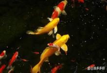 观赏缸锦鲤突然不吃食了，浮头了是什么情况啊？原因找到了