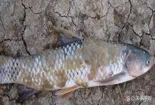 水霉病下盐能治好吗？水霉病直接放盐可以吗？本文来教你