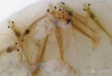 对虾绿弧菌怎么治疗？虾体有绿弧菌怎么办？攻略大全在这里！