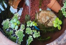 古法缸水浑浊怎么变清？古法养鱼水怎么才会清澈？新手必看