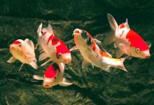 冷水鱼好养还是热带鱼好养