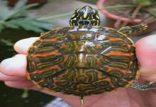 加温催长被骂也在做！一个养龟场主的真心话：我为何选择“快养模式”？