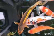 鱼缸水亚硝酸盐多少正常？鱼缸水亚硝酸盐含量0.01可以吗？