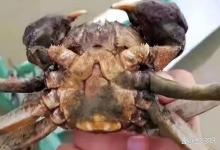 高温多雨天气蟹塘纤毛虫爆发如何应对？蟹塘有纤毛虫如何解决？