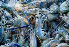 罗氏虾补充多维白天用还是夜晚用？水产多维什么时段用？你了解吗