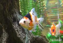 鱼缸水浑浊发绿原因和解决方案？金鱼鱼缸水发绿浑浊怎么办？