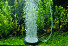 鱼缸亚硝酸盐超标要开增氧吗？鱼缸亚硝酸盐含量高怎么办？速看