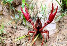 寒潮来袭，小龙虾育苗塘该如何管理？做到这几点，减少虾苗损伤