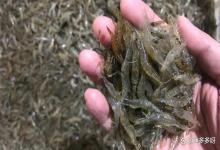 冬棚虾塘纤毛虫爆发如何防控？冬棚虾塘如何有效控制纤毛虫爆发？