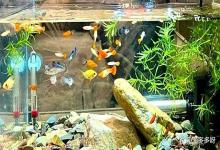 为什么鱼缸水清亚盐还是超标？鱼缸水质通透清澈为什么亚盐还超标？