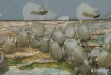 乌龟水霉病怎么治最快？乌龟得了水霉病怎么办？这样做轻松搞定！