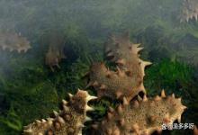 海参池水ph值偏高怎么办？海参池ph值高怎样降？这招轻松搞定