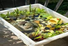 春季养龟警戒线？这些“温柔陷阱”正悄悄夺走你龟的命