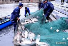 鱼塘越冬综合症一般几月份开始死鱼？要怎么治疗好呢？