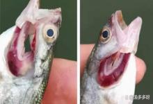 草鱼烂鳃需要停料吗？草鱼烂鳃了怎么补救？看钓场老板经验总结