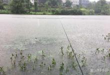 黑坑水体亚硝酸盐高怎么解决？黑坑钓场亚硝酸盐超标怎么办？速看