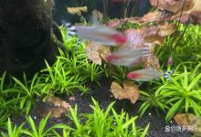 生态缸怎么保持水质清澈？如何让鱼缸水质保持长期清澈？秘诀在这