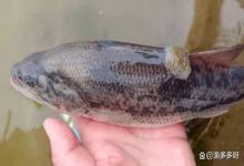 冬季鱼塘过冬身上长水霉怎样处理？鱼一旦感染了水霉该怎么处理？