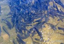 鱼塘肥水最经济的方法？怎样肥水养鱼？必须重视起来