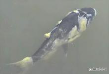 鱼塘水霉白毛容易反复？这个完整水霉病治疗流程，你知道吗？