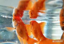 家里鱼缸水浑浊怎么办？家养鱼缸水质浑浊怎么处理？养观赏鱼须知