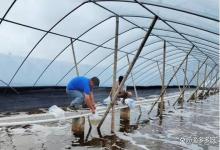 小棚虾反底怎么处理？养虾出现返底后该如何做？看完颠覆你的认知