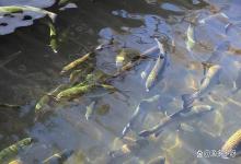 池塘水清澈见底如何肥水？池塘水特别清是怎么回事？如何解决？