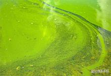 控制蓝藻用什么菌最好？水产养殖中芽孢杆菌可以祛除蓝藻吗？