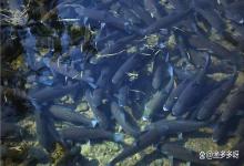 鱼塘开春后虫子多怎么处理？如何预防虫害问题？记住以下关键点