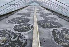 秋分前后别大意！对虾养殖这步做错，全年辛苦全白费，赶紧自查