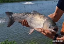 冬季越冬期鱼塘还需要喂食吗？鱼塘冬季到底需不需要喂料？速看