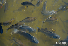 鱼塘倒藻水黑了怎么办？鱼塘水发黑发臭怎么处理？这样做最有效