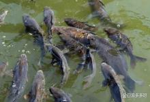 鱼有外寄生虫用什么药？鱼身上寄生虫怎么消灭？这里说清楚