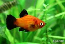 鱼缸水突然混了怎么回事？鱼缸里的水一天就混怎么回事？原因有它