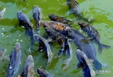 越冬鱼塘开冰为什么要先改底？越冬鱼塘开春后需要改底吗？