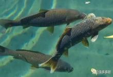 鱼水霉病怎么快速治疗？鱼水霉病怎么彻底根除？老鱼农告诉你