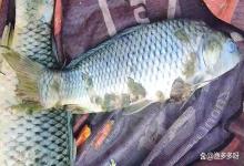 黑坑在放鱼时，怎么正确预防水霉？黑坑放鱼前用什么药预防水霉？