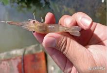 对虾纤毛虫用什么药物效果最好？中药治疗方法有哪些？你清楚吗？