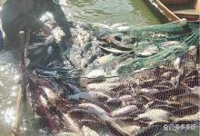 养殖池塘改底后需要解毒吗？鱼农吵翻天，90%都是智商稅吗？