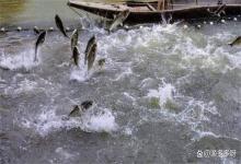 硫醚沙星多久用一次？硫醚沙星一天用几次？高手告诉你