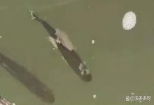 水霉病用什么药最有效？水霉病总是治不好？别怕，教你一招解决！