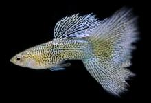 想养鱼的进来看看