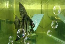 神仙鱼种鱼的筛选