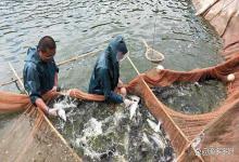 高温鱼塘水浑、水浓绿情况多？试试增氧 调菌，24小时还你好水质