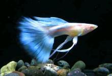 繁殖力很强容易曝缸