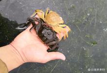 螃蟹蜕壳期间可以驱虫吗？蟹塘蜕壳期是否可以使用中药驱虫剂？