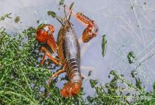 龙虾塘口如何做好冬季肥水？为啥年年肥水？龙虾苗存活率却不到40%！