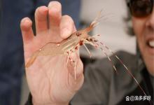 小棚虾脱壳困难是什么原因？对虾脱壳不遂的四大原因，赶紧自查