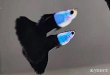 养鱼好，好养鱼，养好鱼